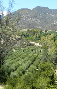 Bike Tour to Ojai Olive Oil